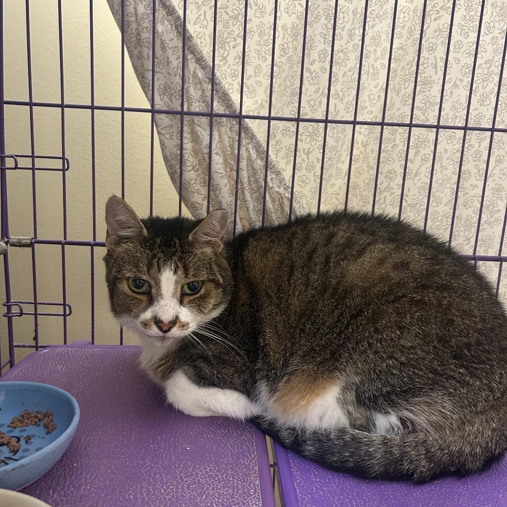 Enlarge Bailey, a Adoptable Domestic Medium Hair in Bedford, NH image 2/4
