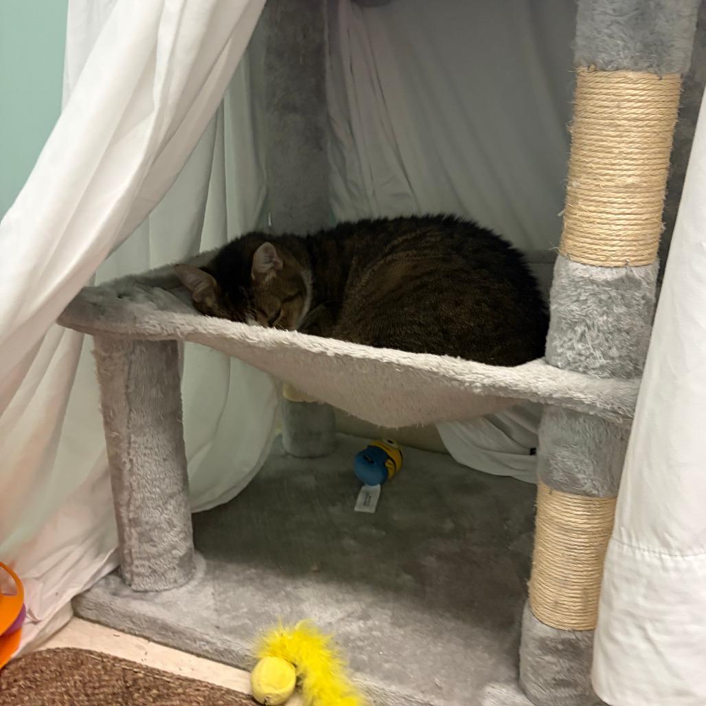 Enlarge Bailey, a Adoptable Domestic Medium Hair in Bedford, NH image 3/4