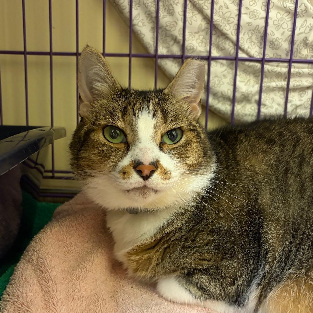 Enlarge Bailey, a Adoptable Domestic Medium Hair in Bedford, NH image 4/4