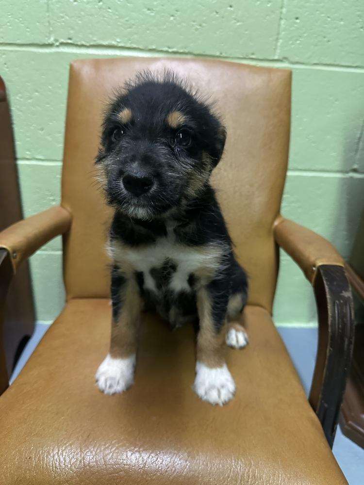 Enlarge Kurt, a Adoptable mixed breed in Irwin, PA image 3/4