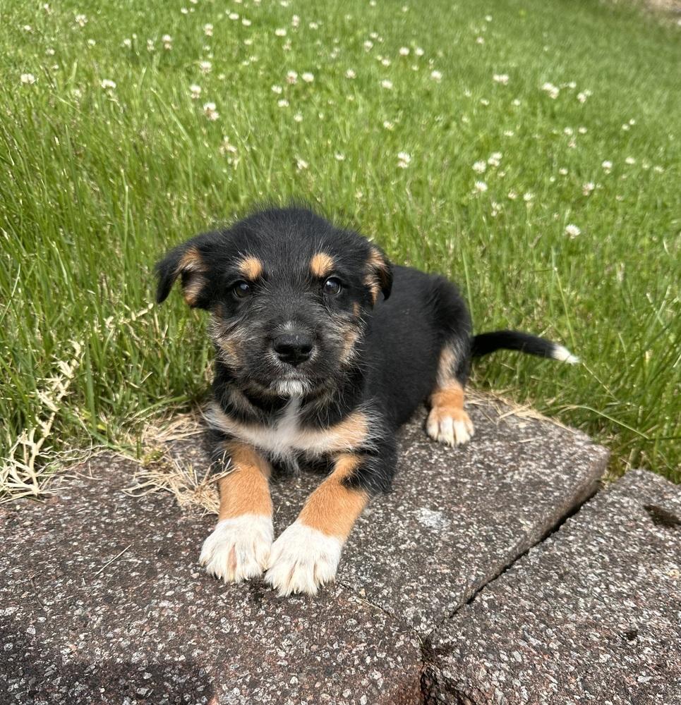 Enlarge Kurt, a Adoptable mixed breed in Irwin, PA image 1/4