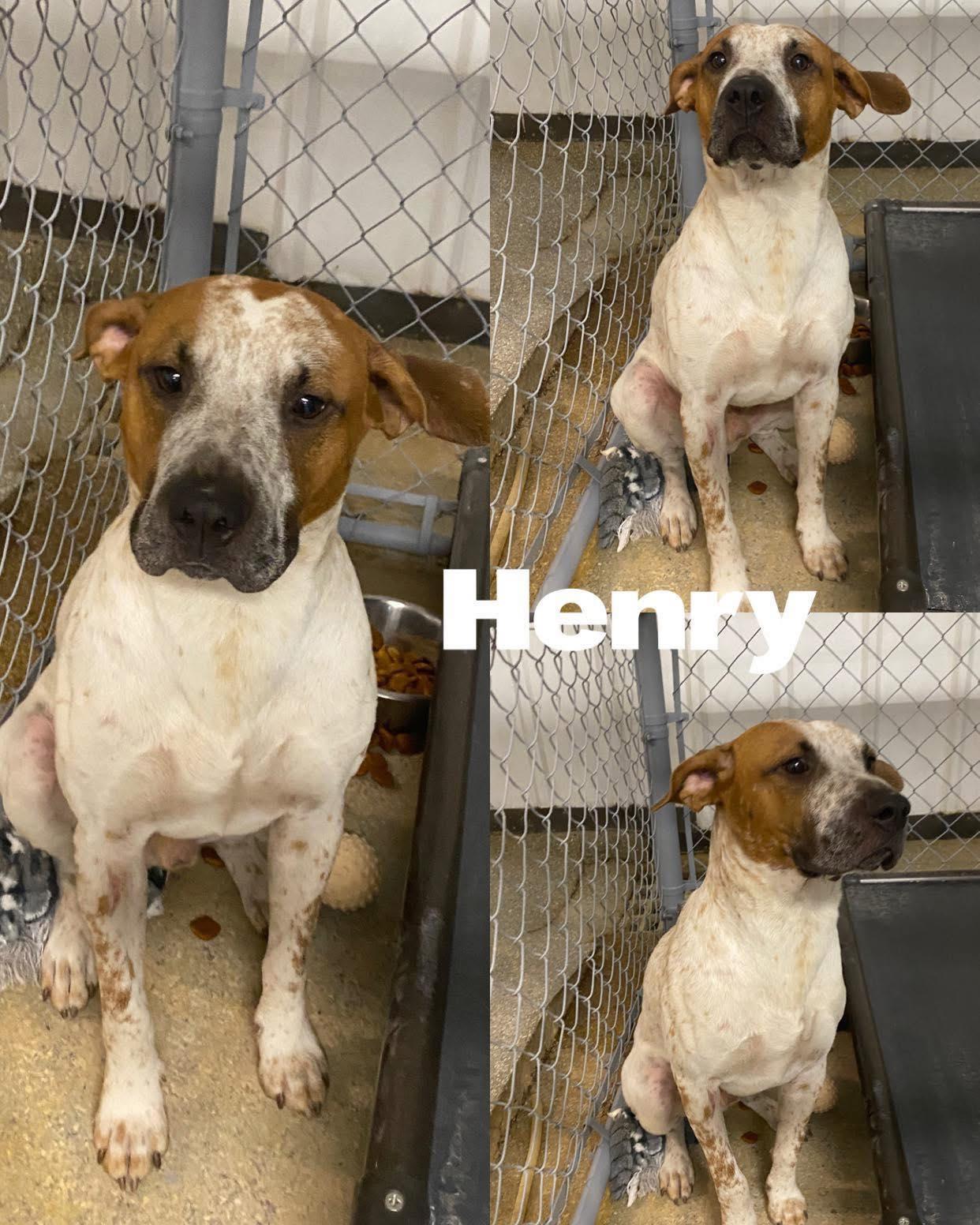 Henry