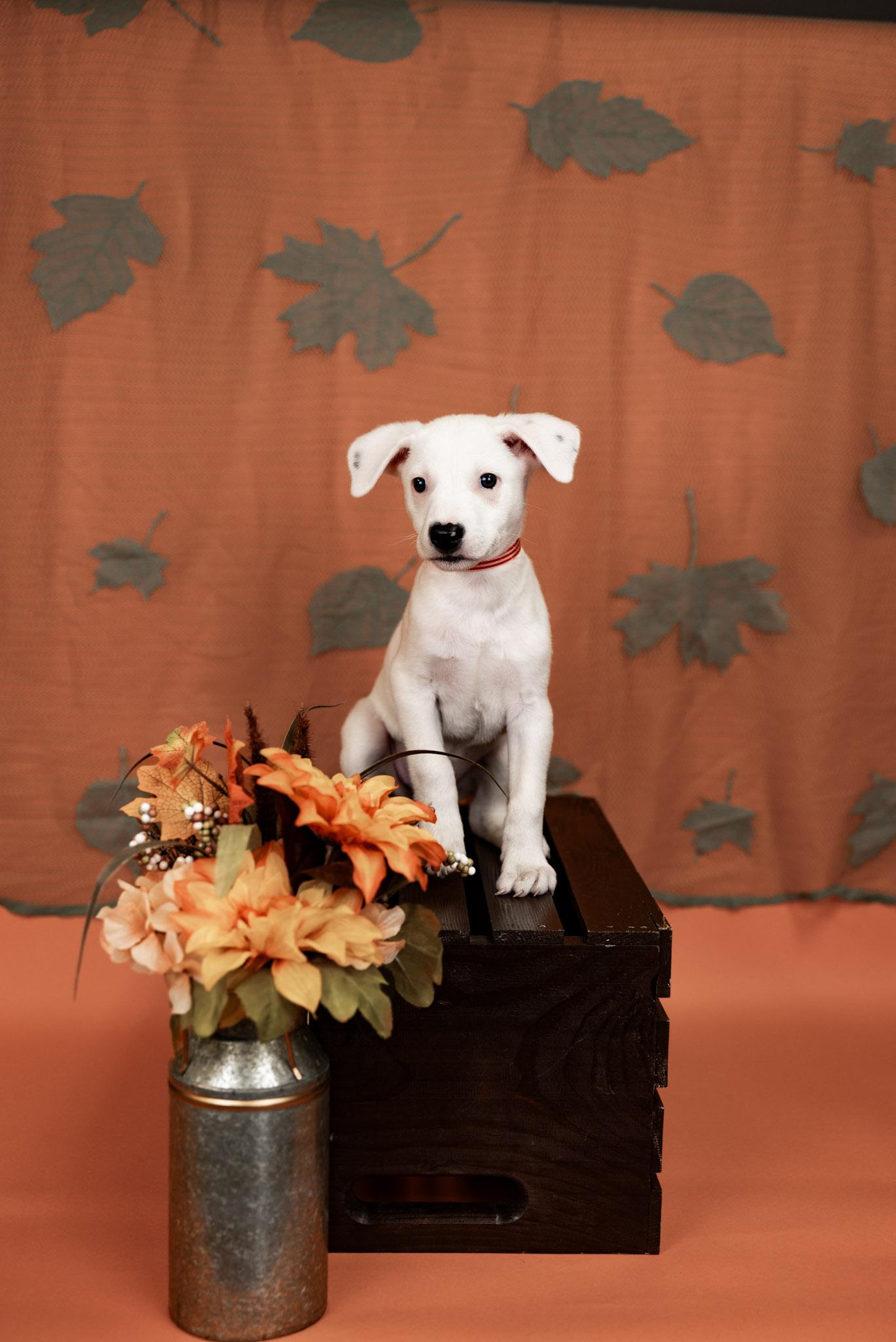 849-26, Adoptable, Puppy Female Shepherd & Pit Bull Terrier.