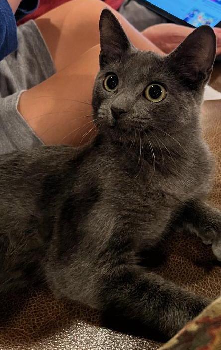 Blue, Adopted, Kitten Male Russian Blue & Domestic Short Hair.