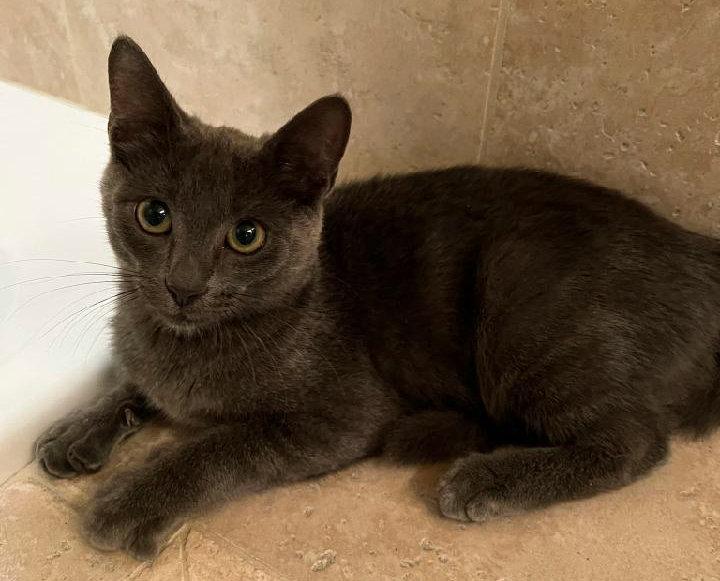 Enlarge Blue, a Adopted mixed breed in Magnolia Springs, AL image 3/3
