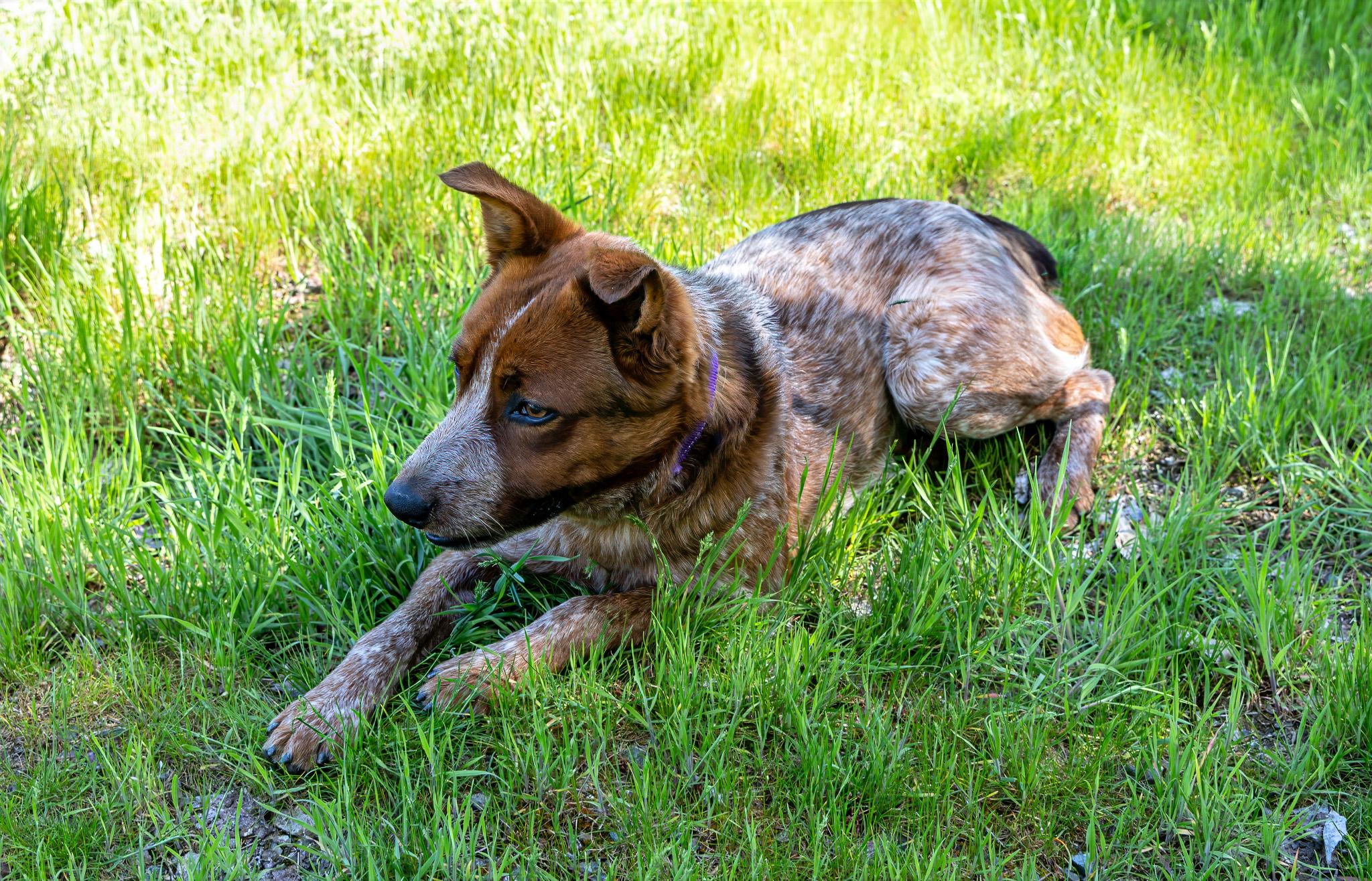 Enlarge Chili, a ADOPTABLE Australian Cattle Dog / Blue Heeler in Jacksonville, OR image 5/6