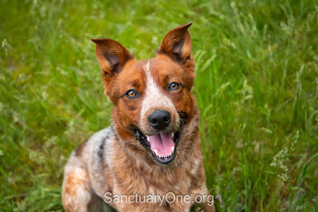 Chili, ADOPTABLE, Young Male Australian Cattle Dog / Blue Heeler.