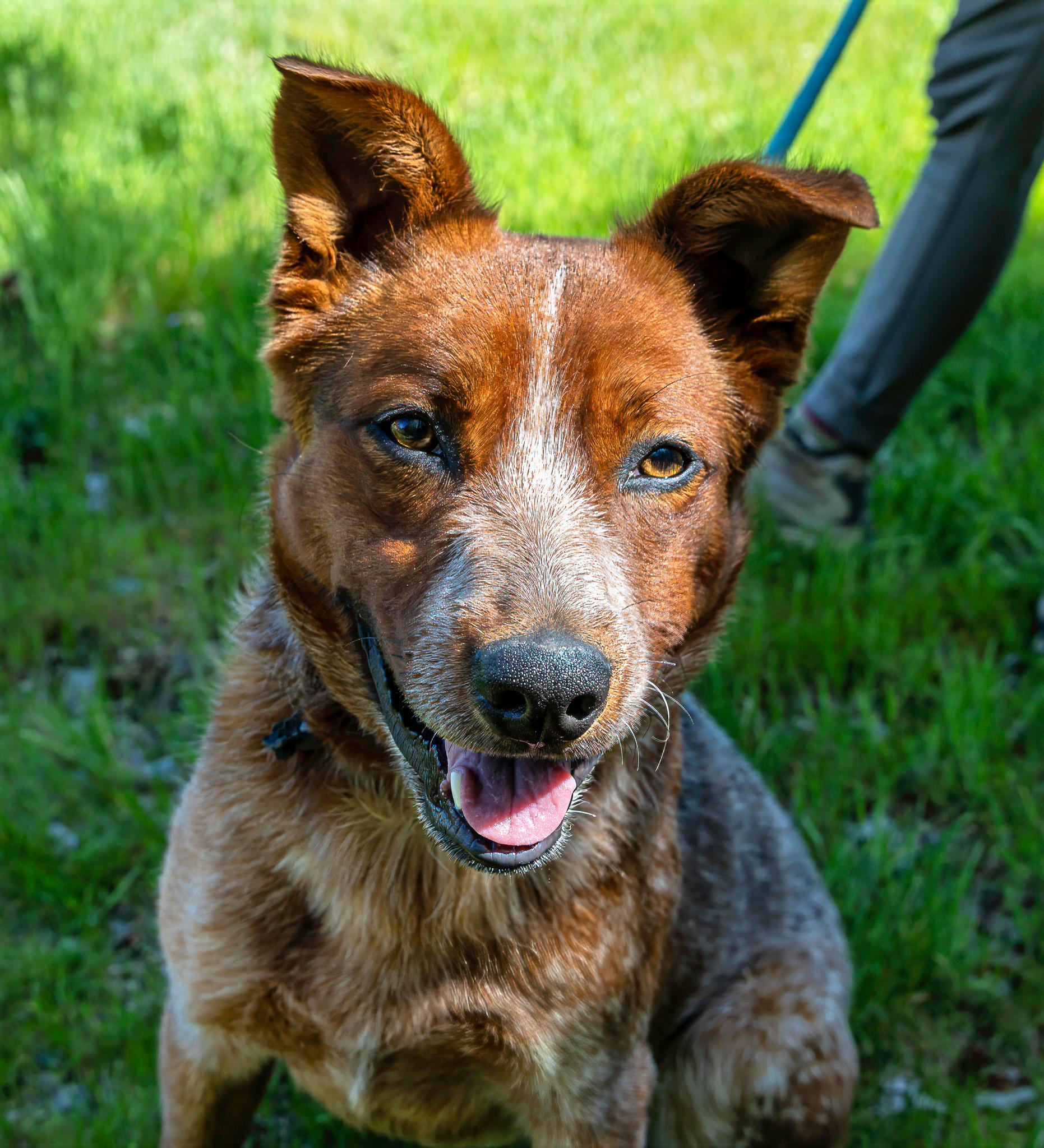 Enlarge Chili, a ADOPTABLE Australian Cattle Dog / Blue Heeler in Jacksonville, OR image 6/6