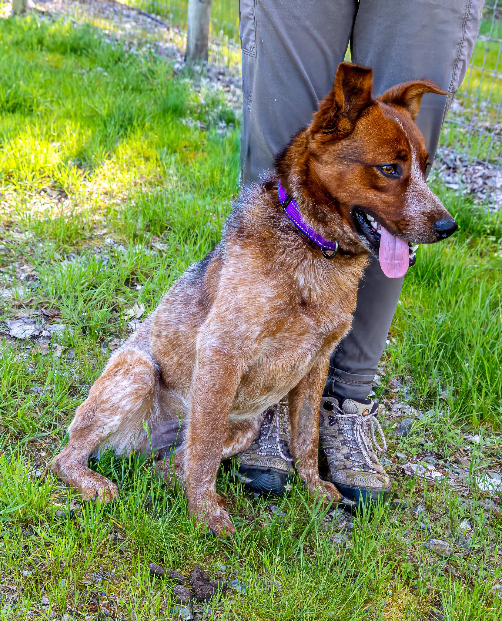 Enlarge Chili, a ADOPTABLE Australian Cattle Dog / Blue Heeler in Jacksonville, OR image 3/6