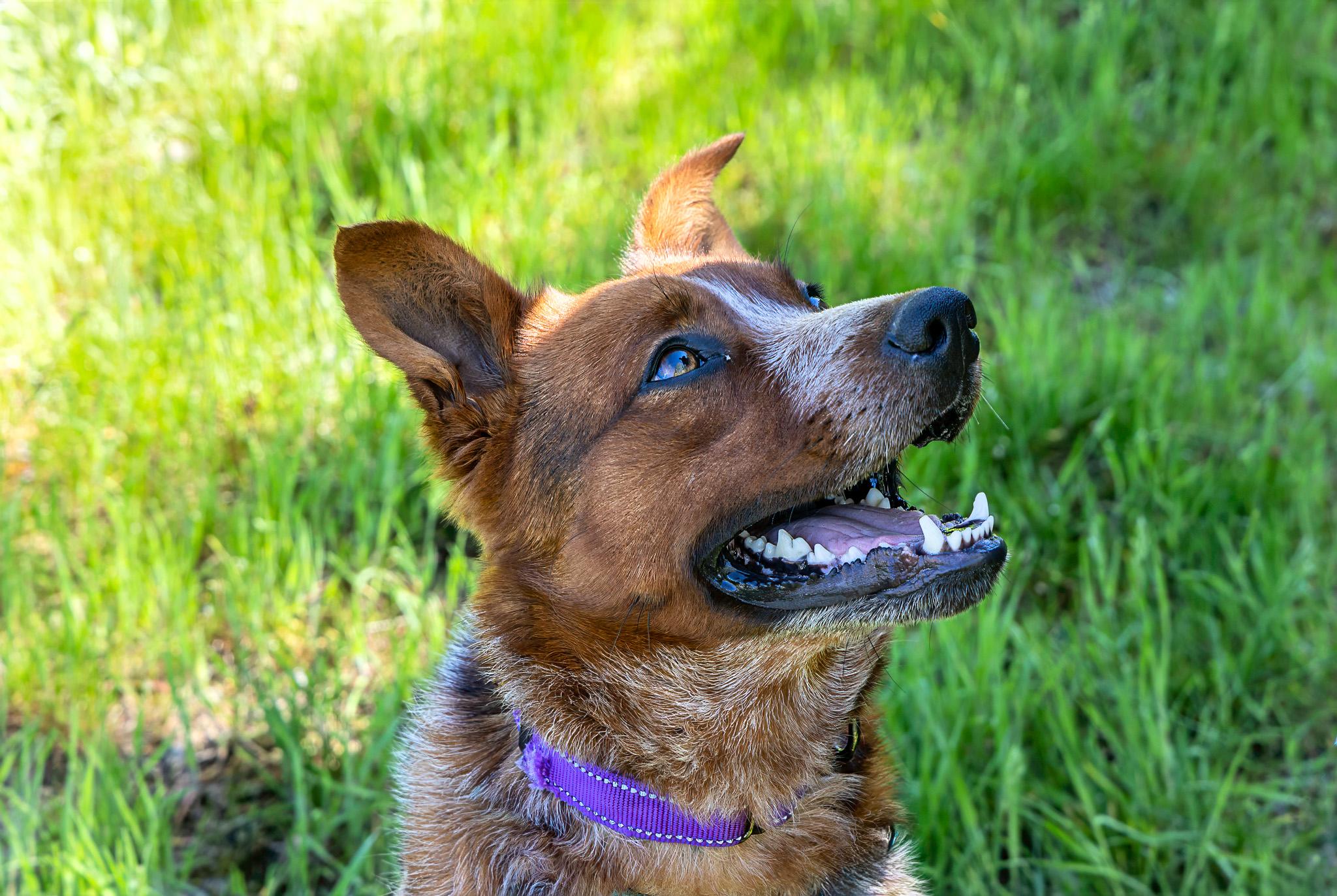 Enlarge Chili, a ADOPTABLE Australian Cattle Dog / Blue Heeler in Jacksonville, OR image 4/6