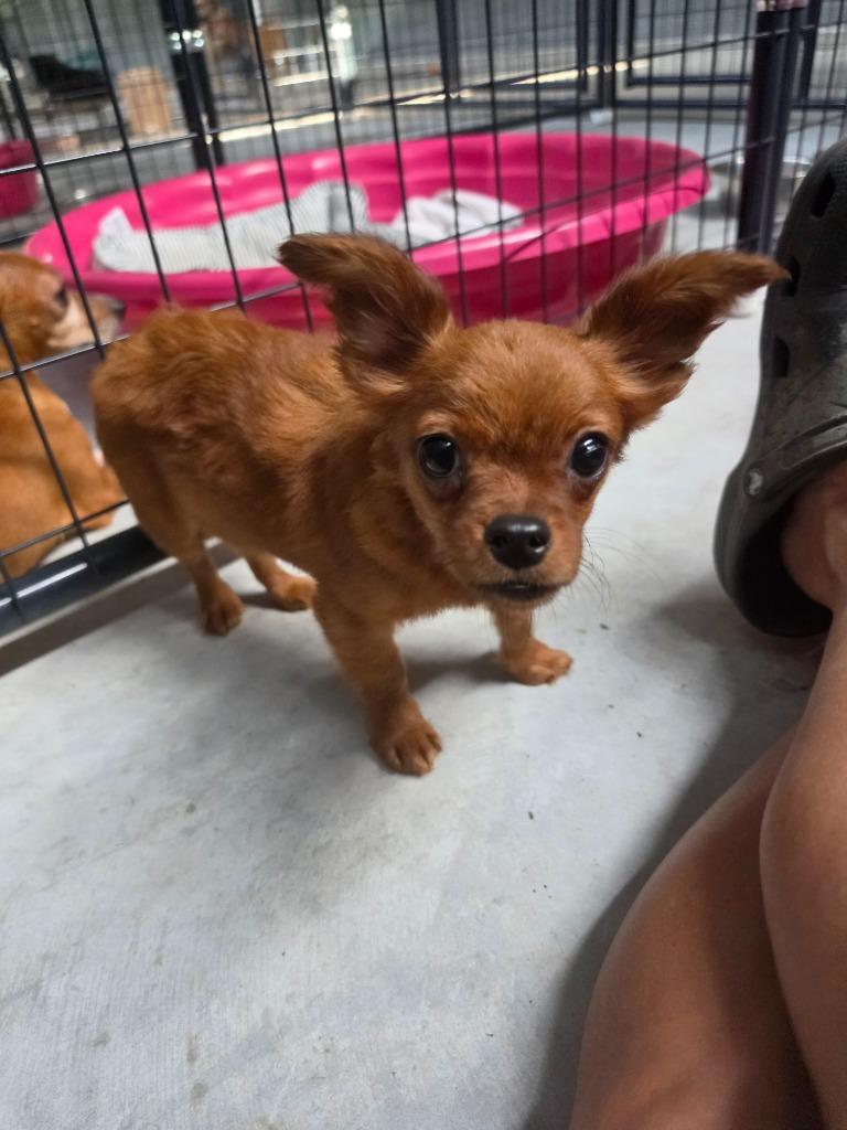 Pocket, Adoptable, Puppy Female Chihuahua.