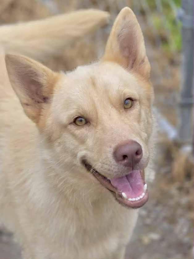 Enlarge Dean, a Adopted mixed breed in Chatsworth, GA image 1/3