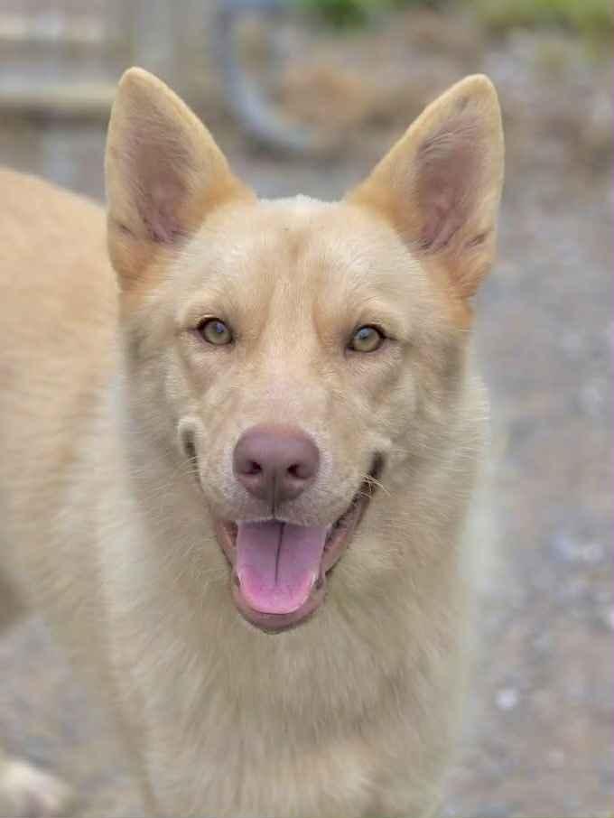 Dean, Adopted, Young Male Husky & Golden Retriever.