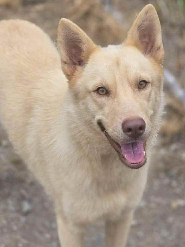 Enlarge Dean, a Adopted mixed breed in Chatsworth, GA image 3/3