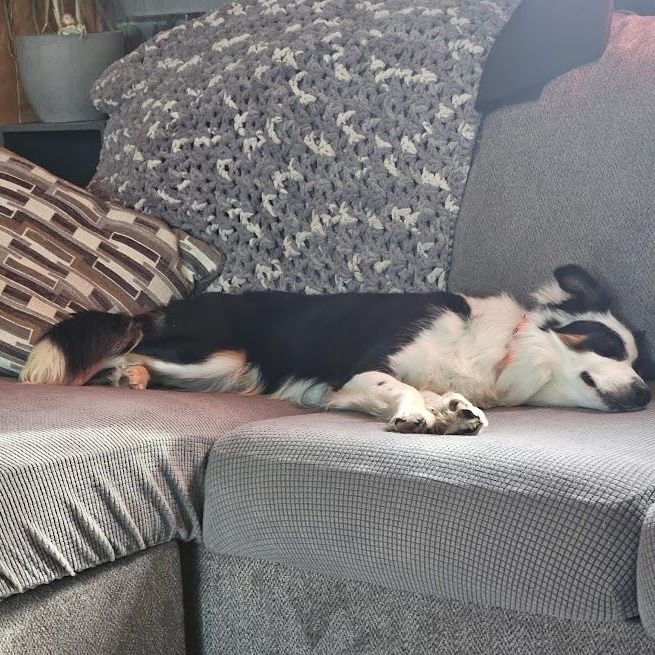 Whiskey, Adopted, Young Male Border Collie & Australian Shepherd.