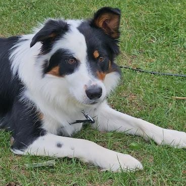 Enlarge Whiskey, a Adopted mixed breed in Watertown, SD image 2/6