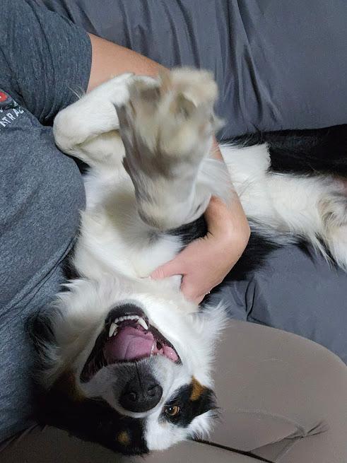 Enlarge Whiskey, a Adopted mixed breed in Watertown, SD image 5/6