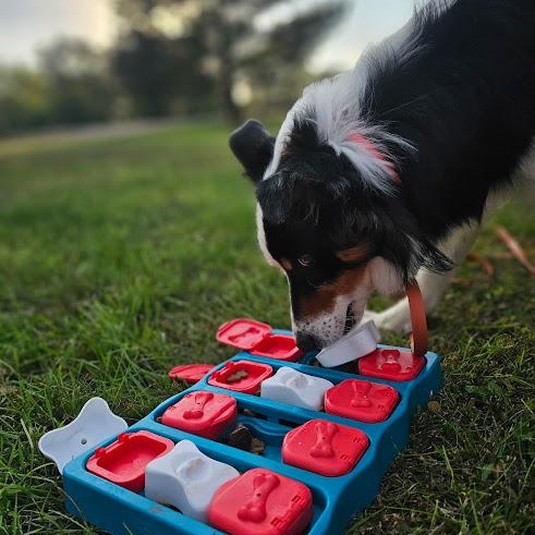 Enlarge Whiskey, a Adopted mixed breed in Watertown, SD image 6/6