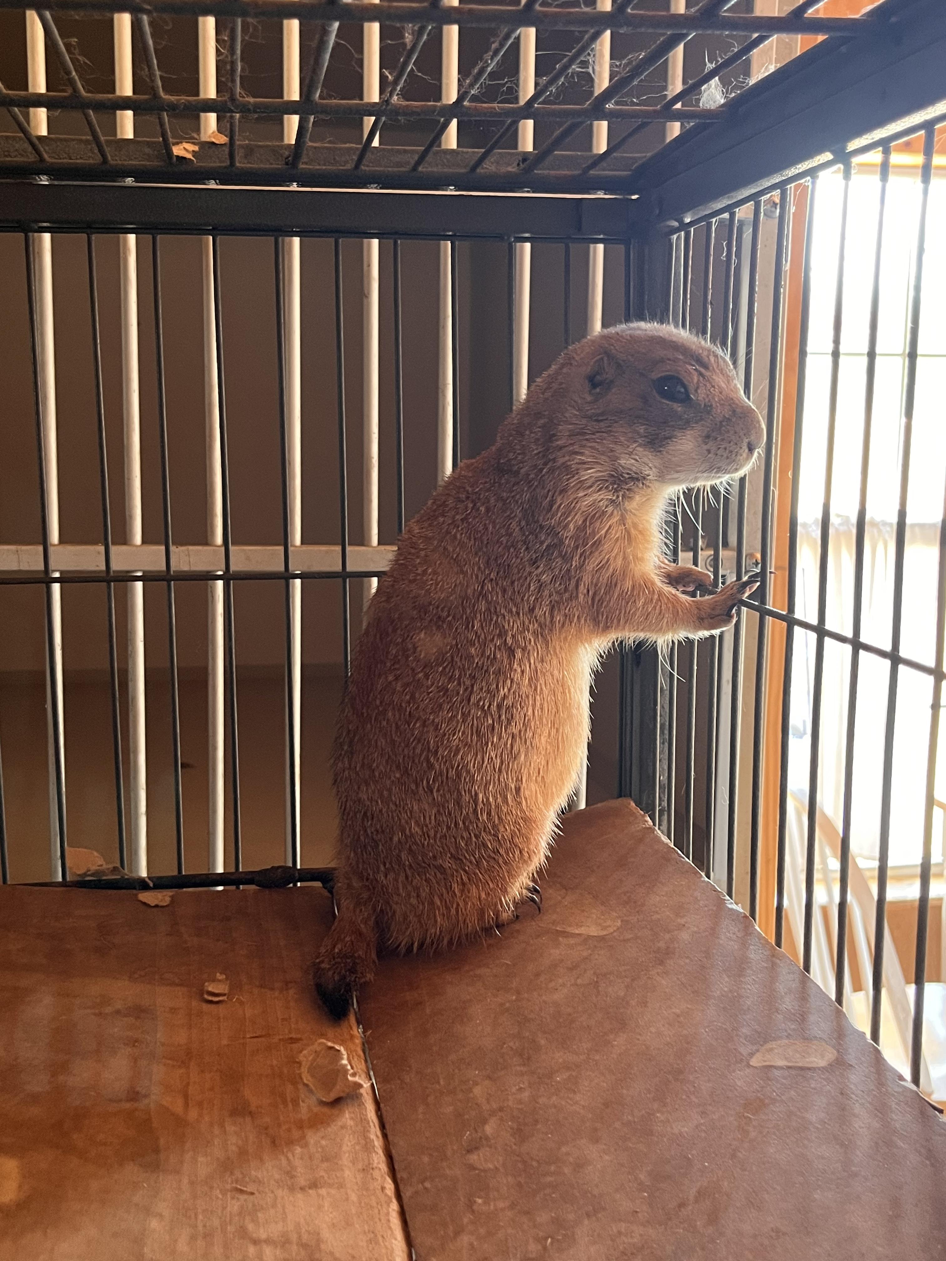 Loretta and Conway (Male + Female)