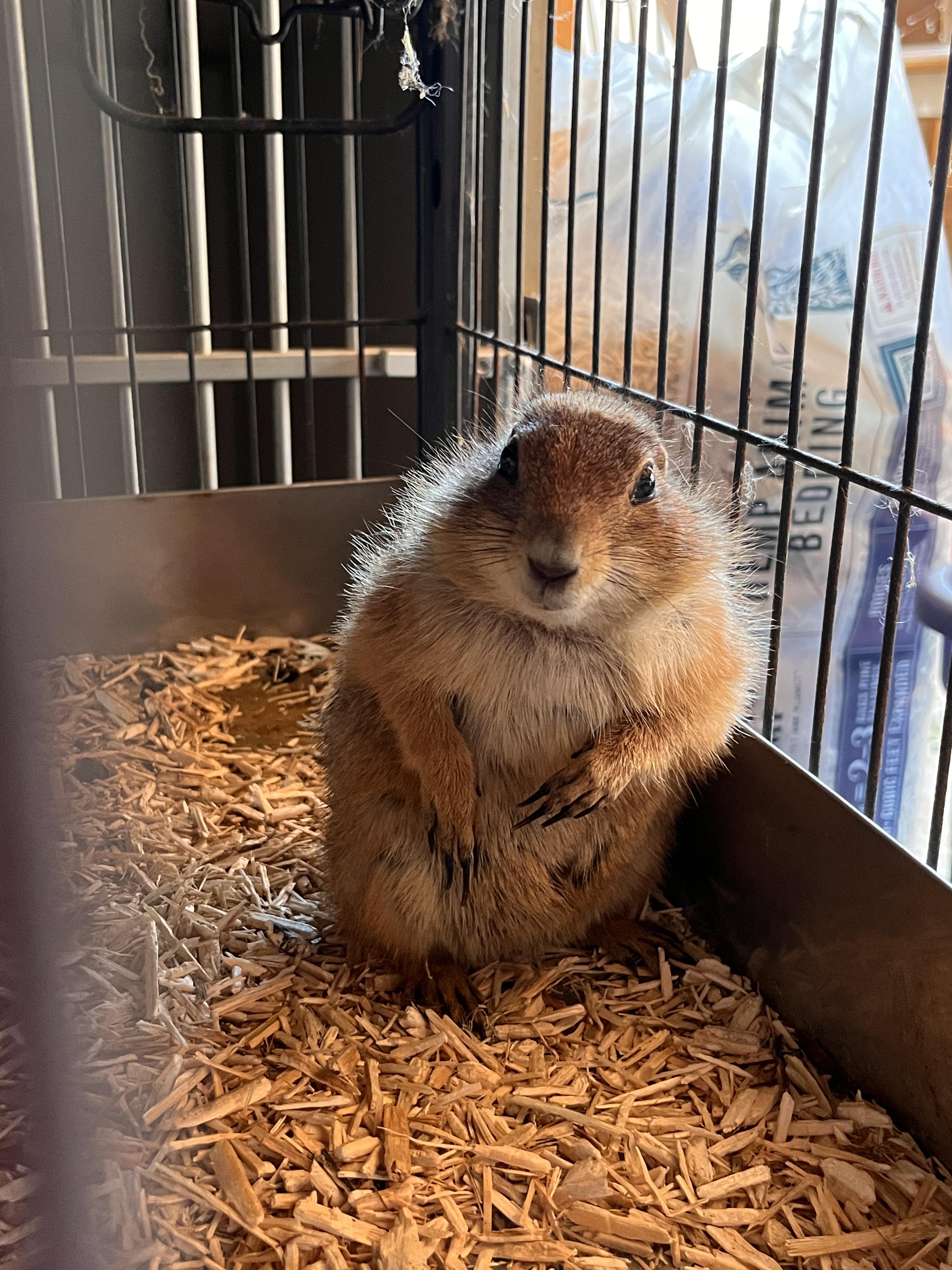 Loretta and Conway (Male + Female)