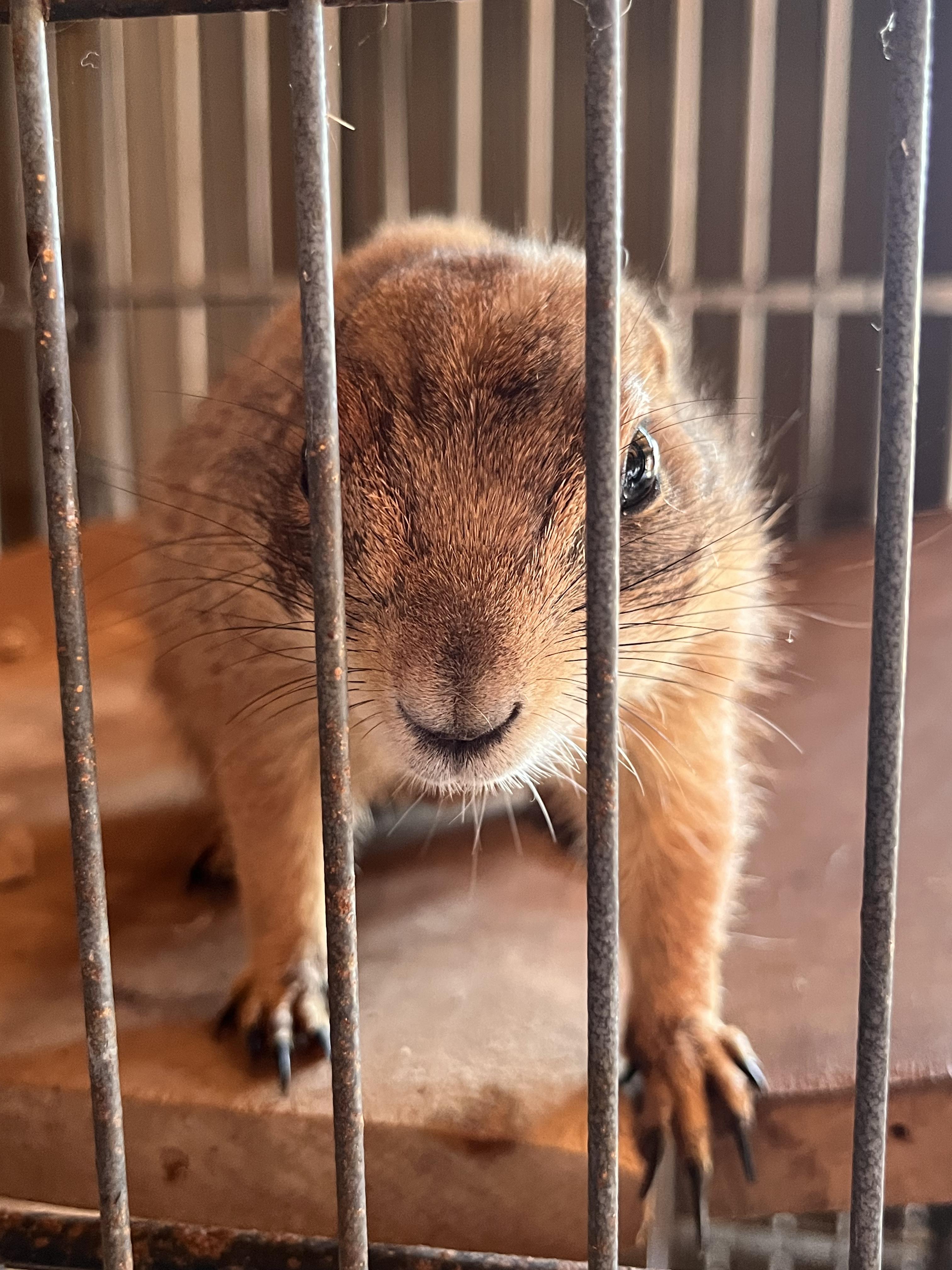 Loretta and Conway (Male + Female)