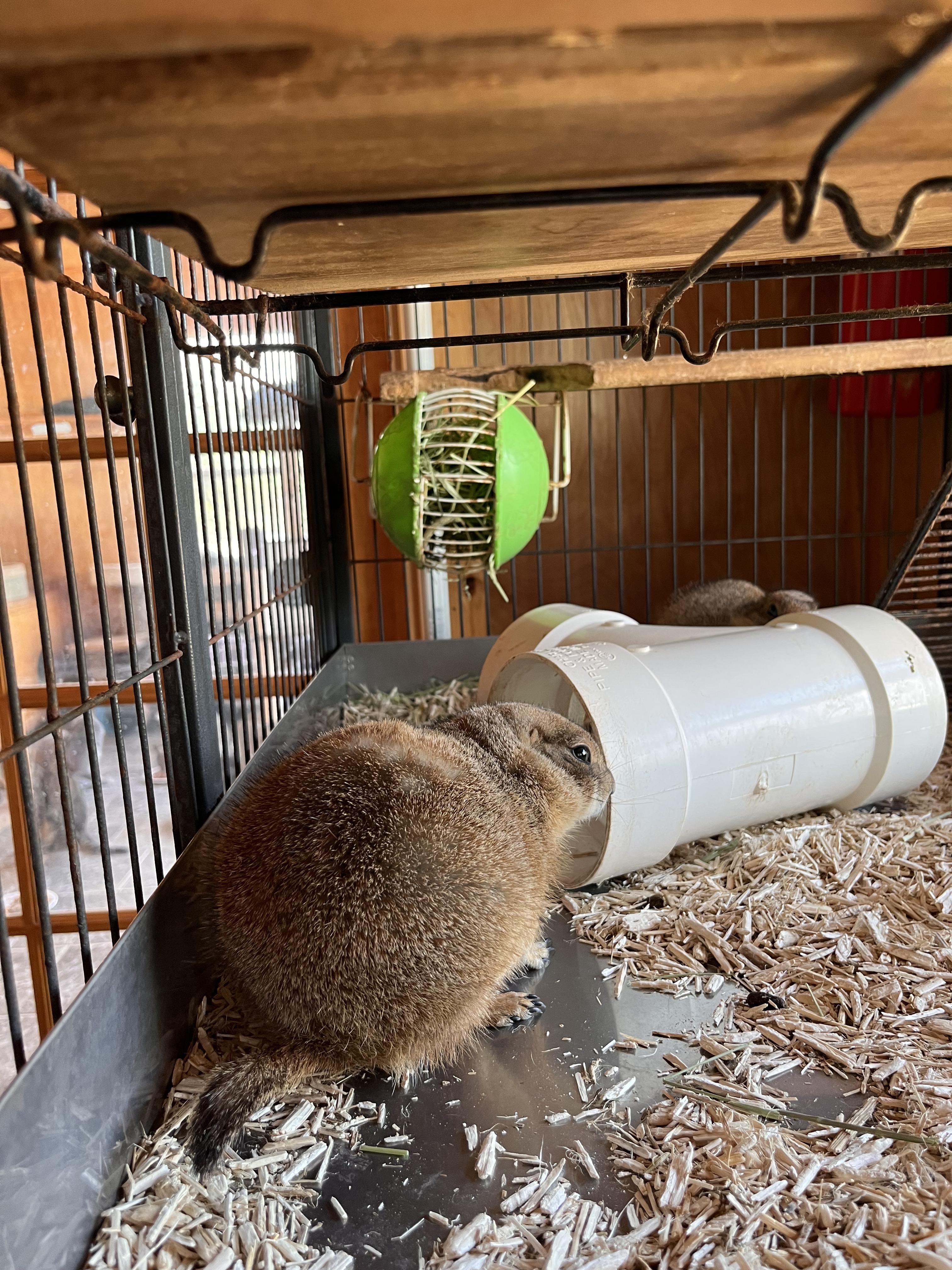 Loretta and Conway (Male + Female)