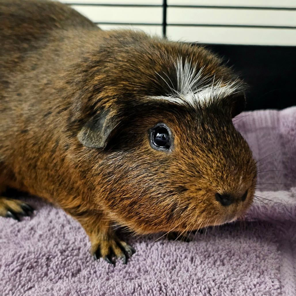 Oatmeal Cookie, ADOPTABLE, Adult Male Guinea Pig.