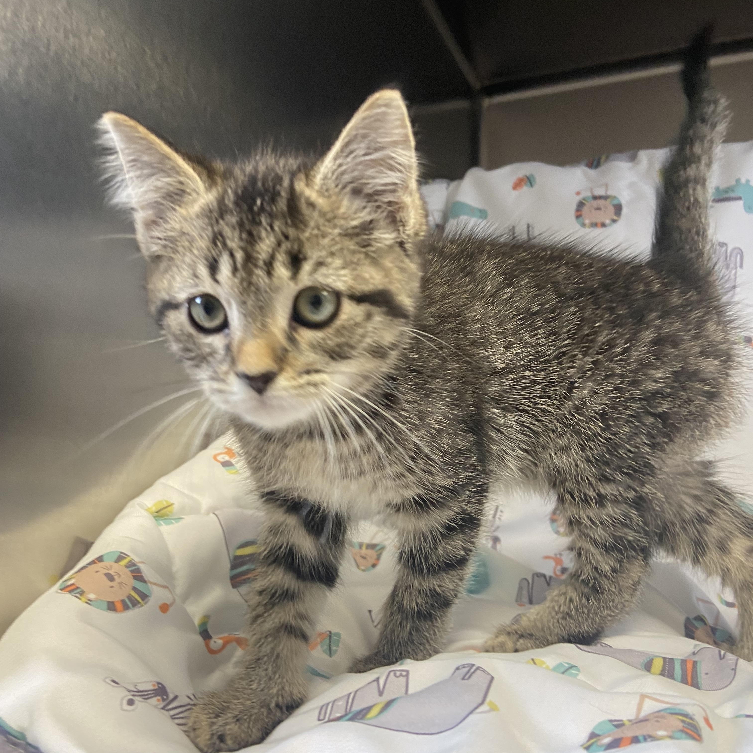 Sudsy, a ADOPTABLE Domestic Short Hair in Edinburg, VA image 2/3
