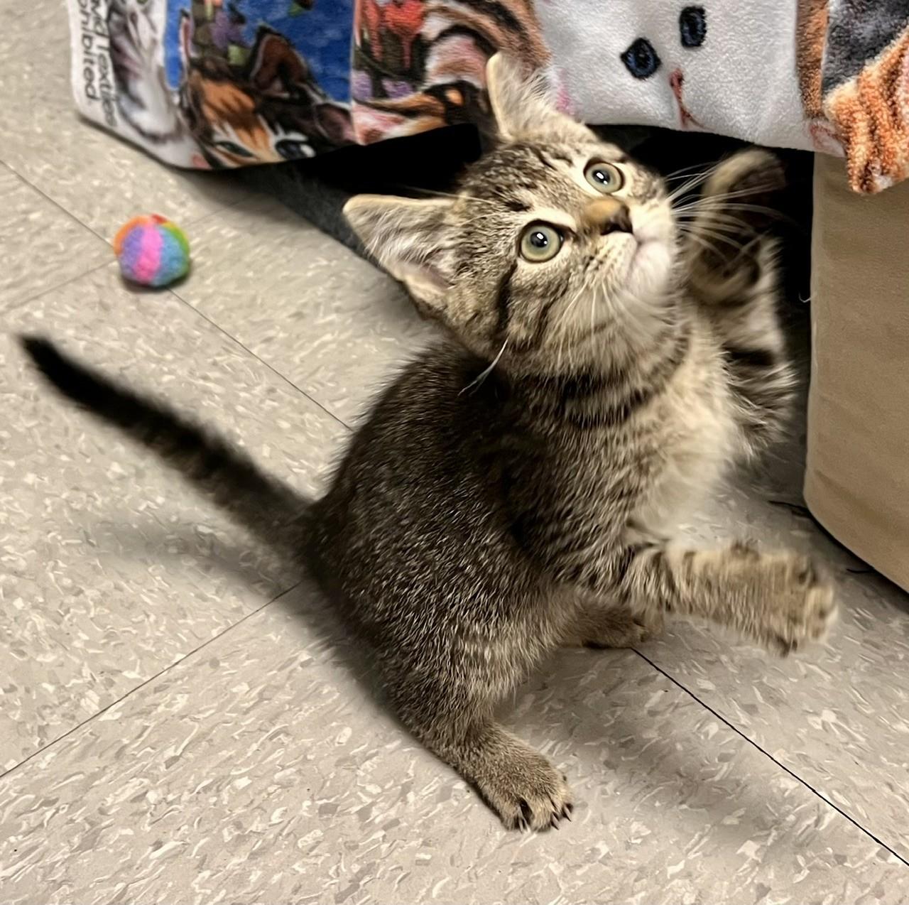 Sudsy, ADOPTABLE, Kitten Male Domestic Short Hair.