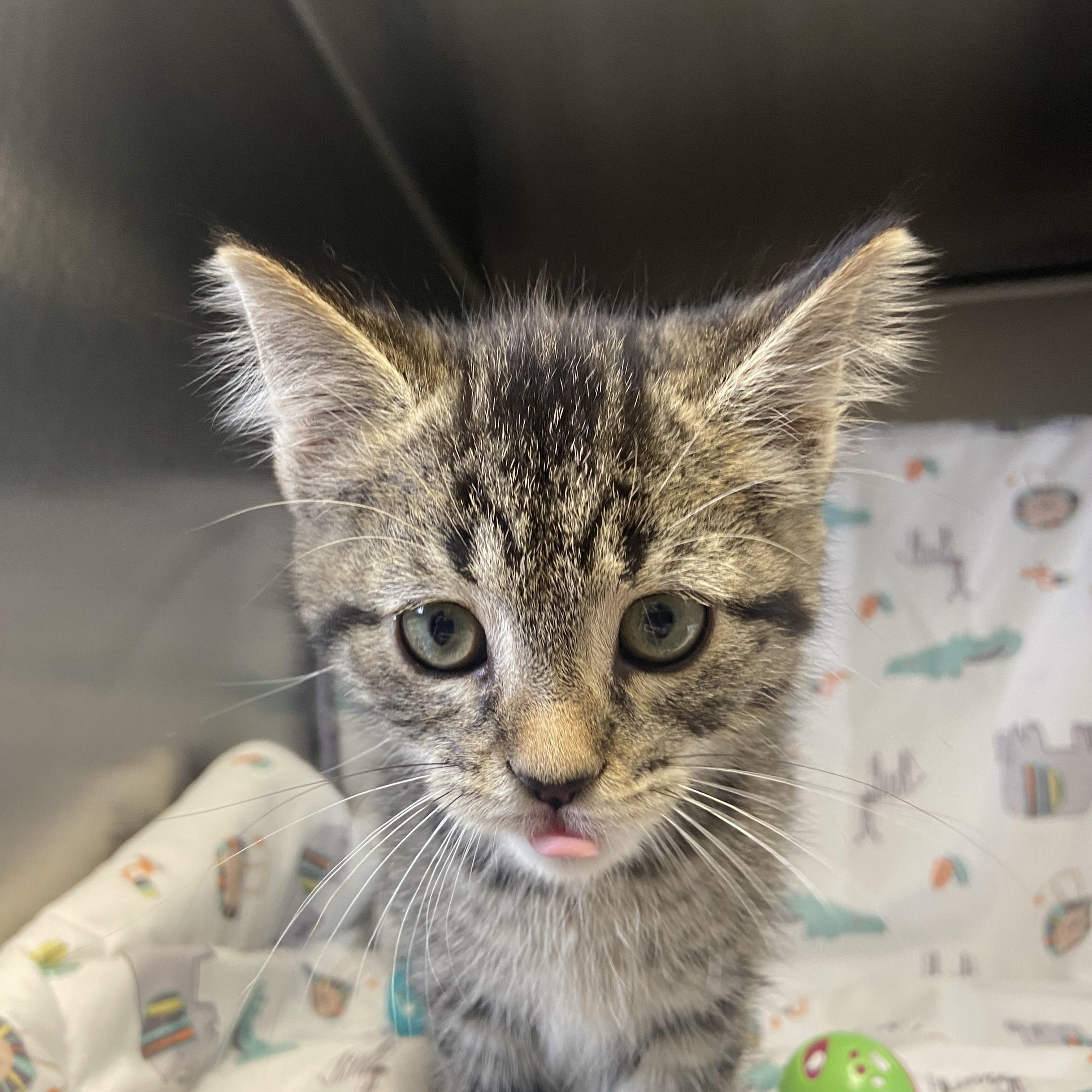 Sudsy, a ADOPTABLE Domestic Short Hair in Edinburg, VA image 3/3