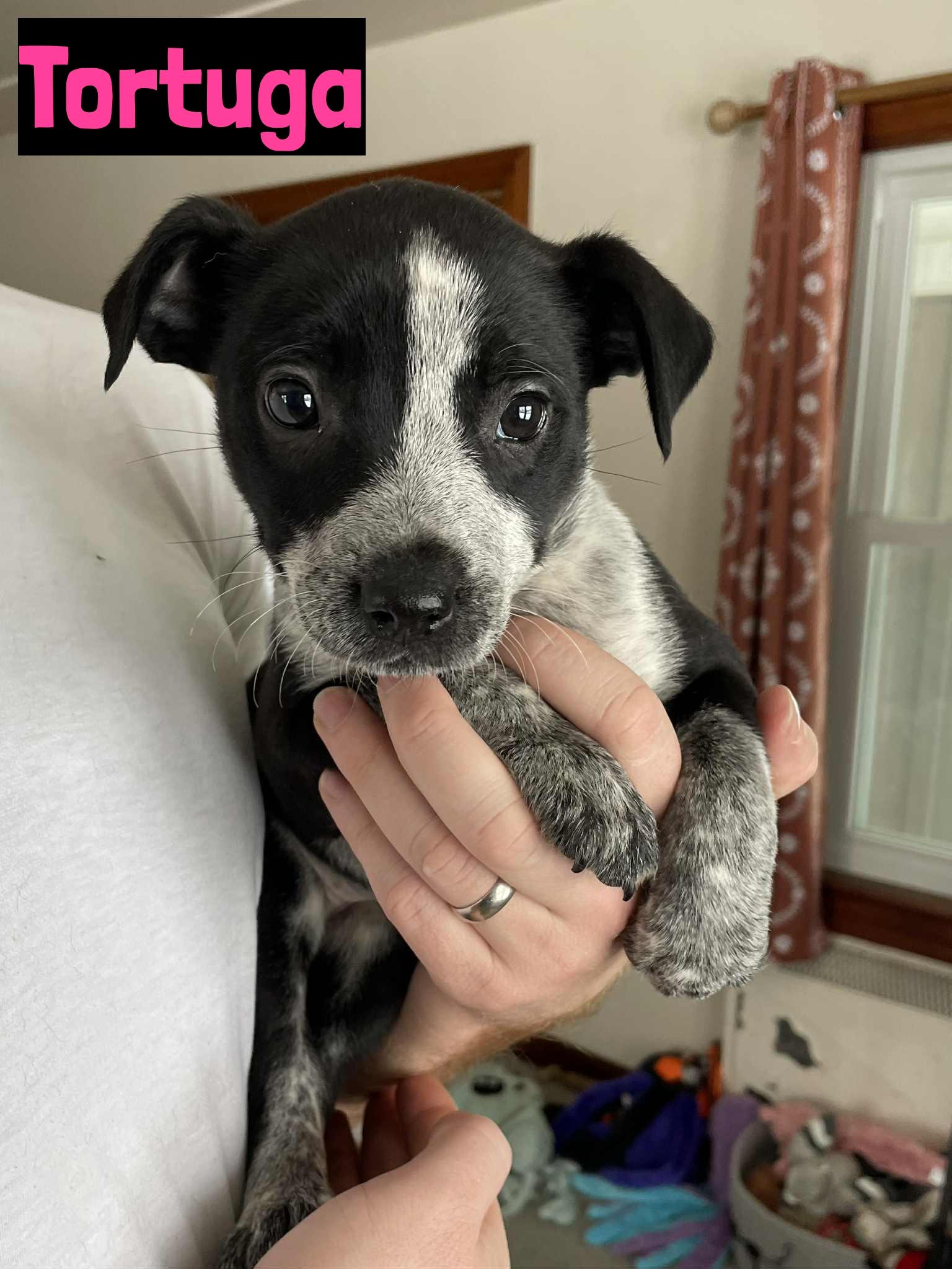 Tortuga, ADOPTABLE, Puppy Female Cattle Dog.