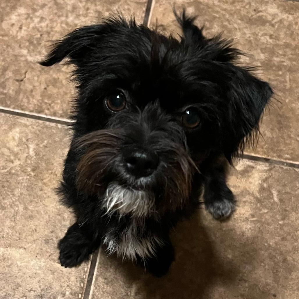 Gypsy, Adopted, Young Female Affenpinscher.