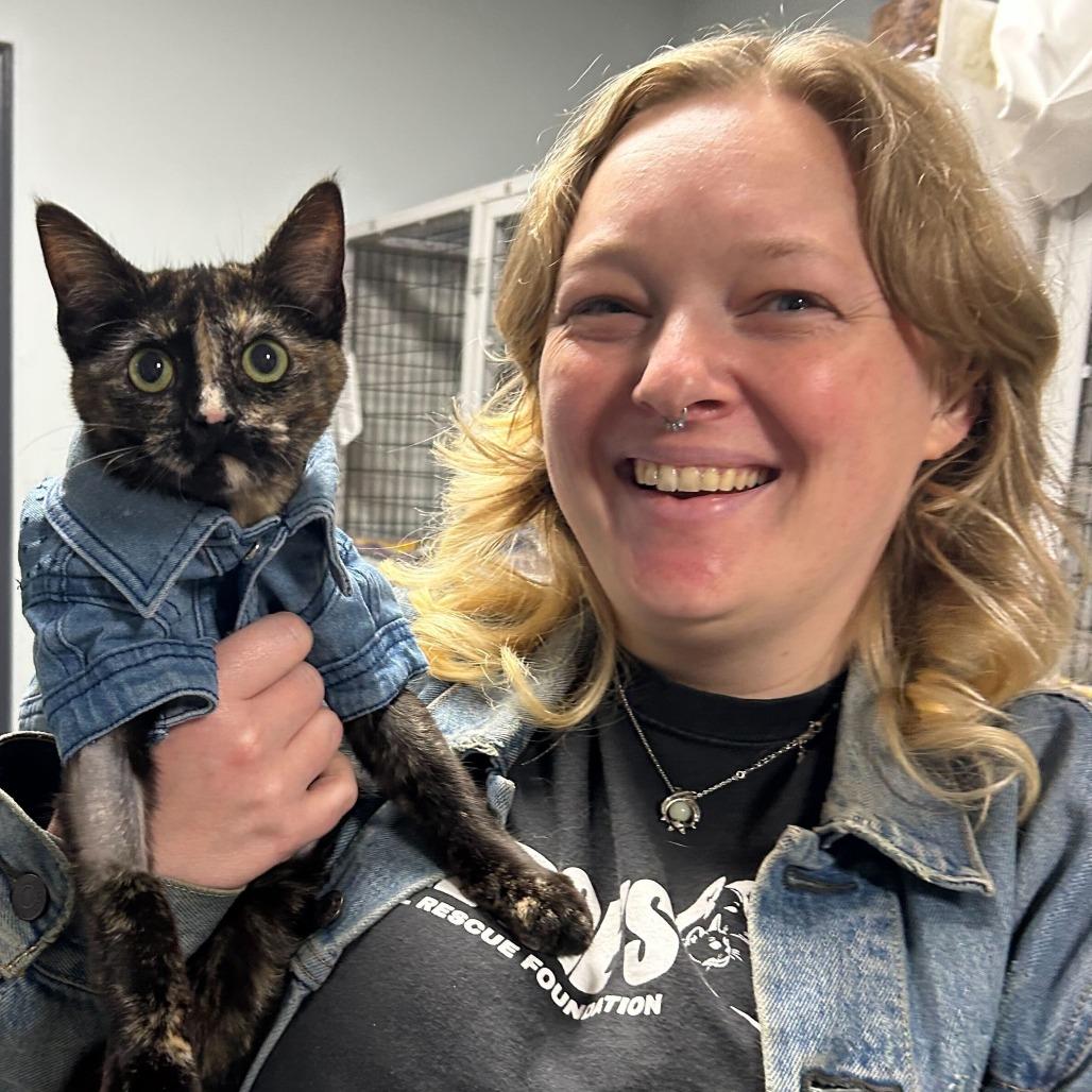 Raisin, Adoptable, Young Female Domestic Short Hair.