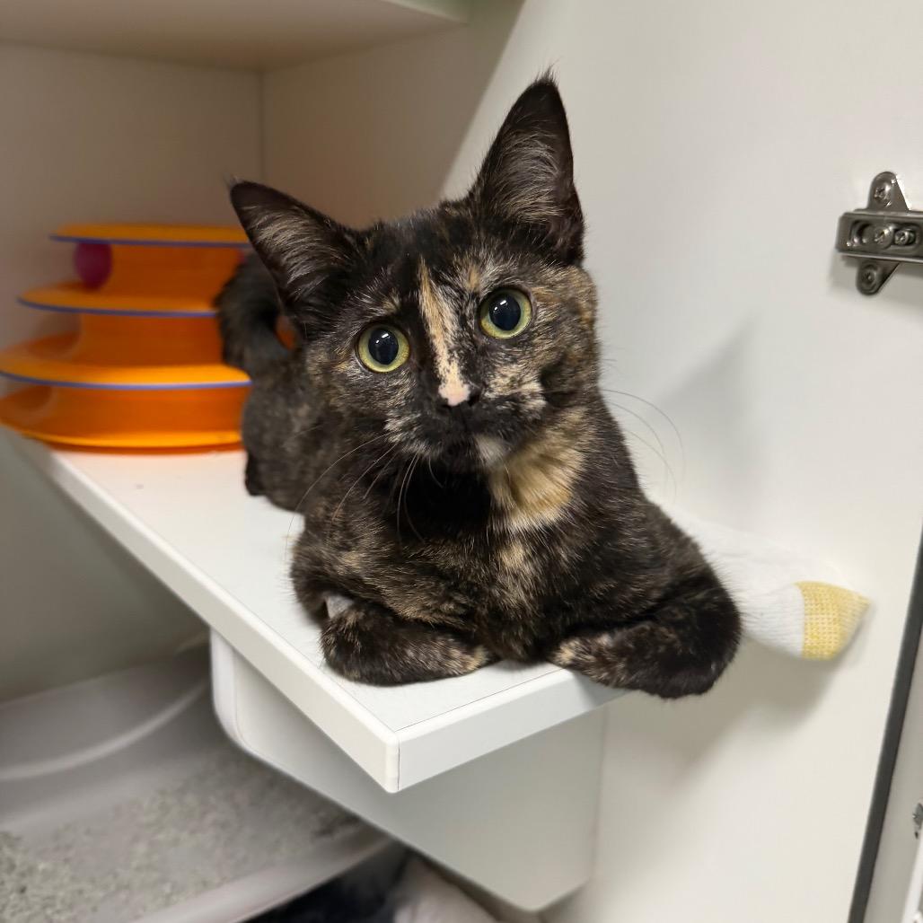 Raisin, a Adoptable Domestic Short Hair in Waynesville, NC image 2/2