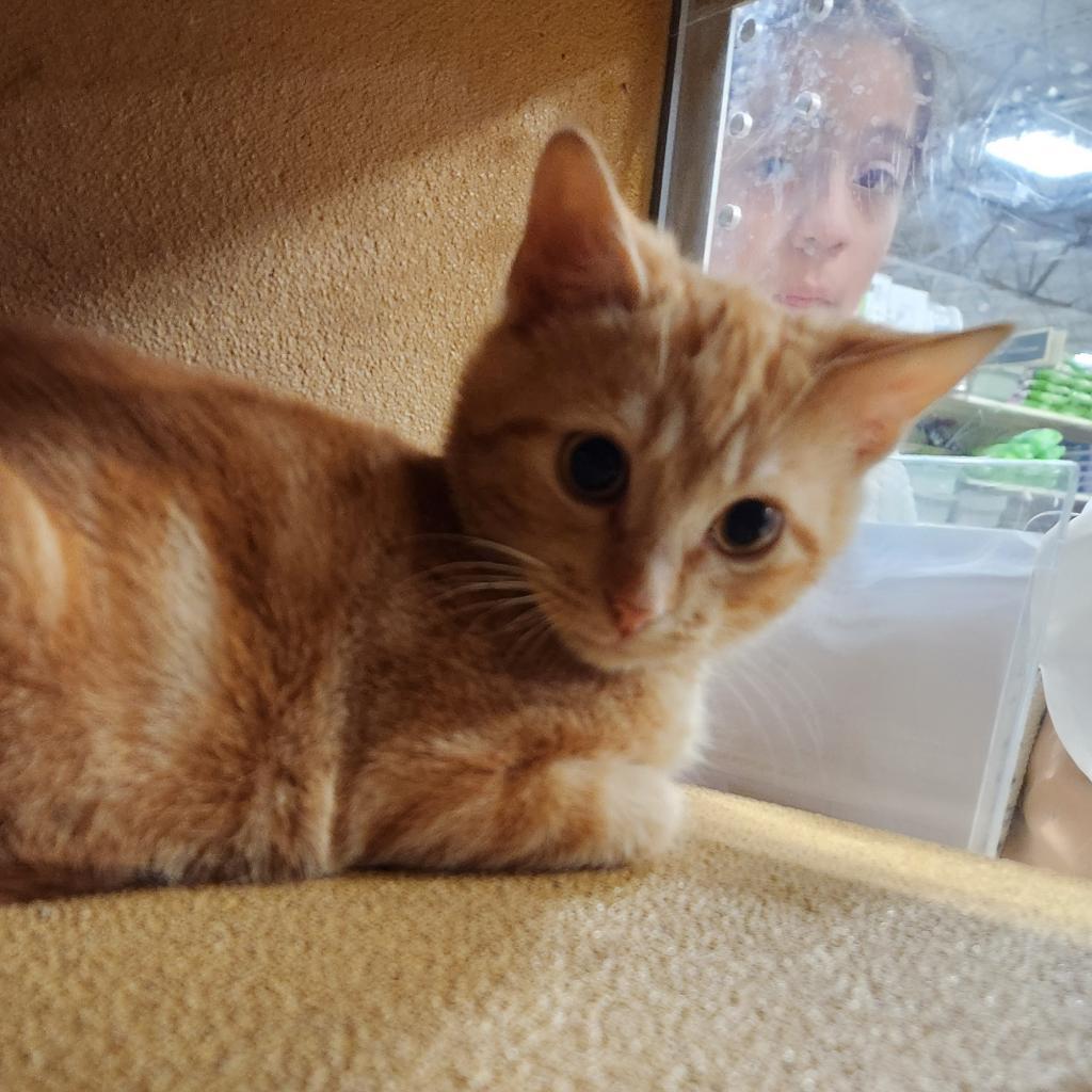 Enlarge Rotini, a Adoptable Domestic Short Hair in Valdosta , GA image 1/4