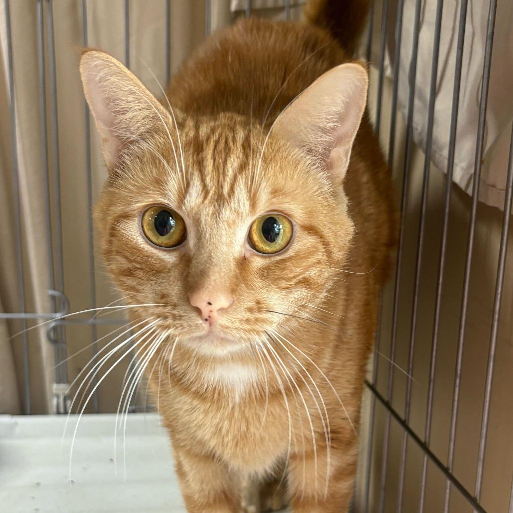 Enlarge Rotini, a Adoptable Domestic Short Hair in Valdosta , GA image 2/4