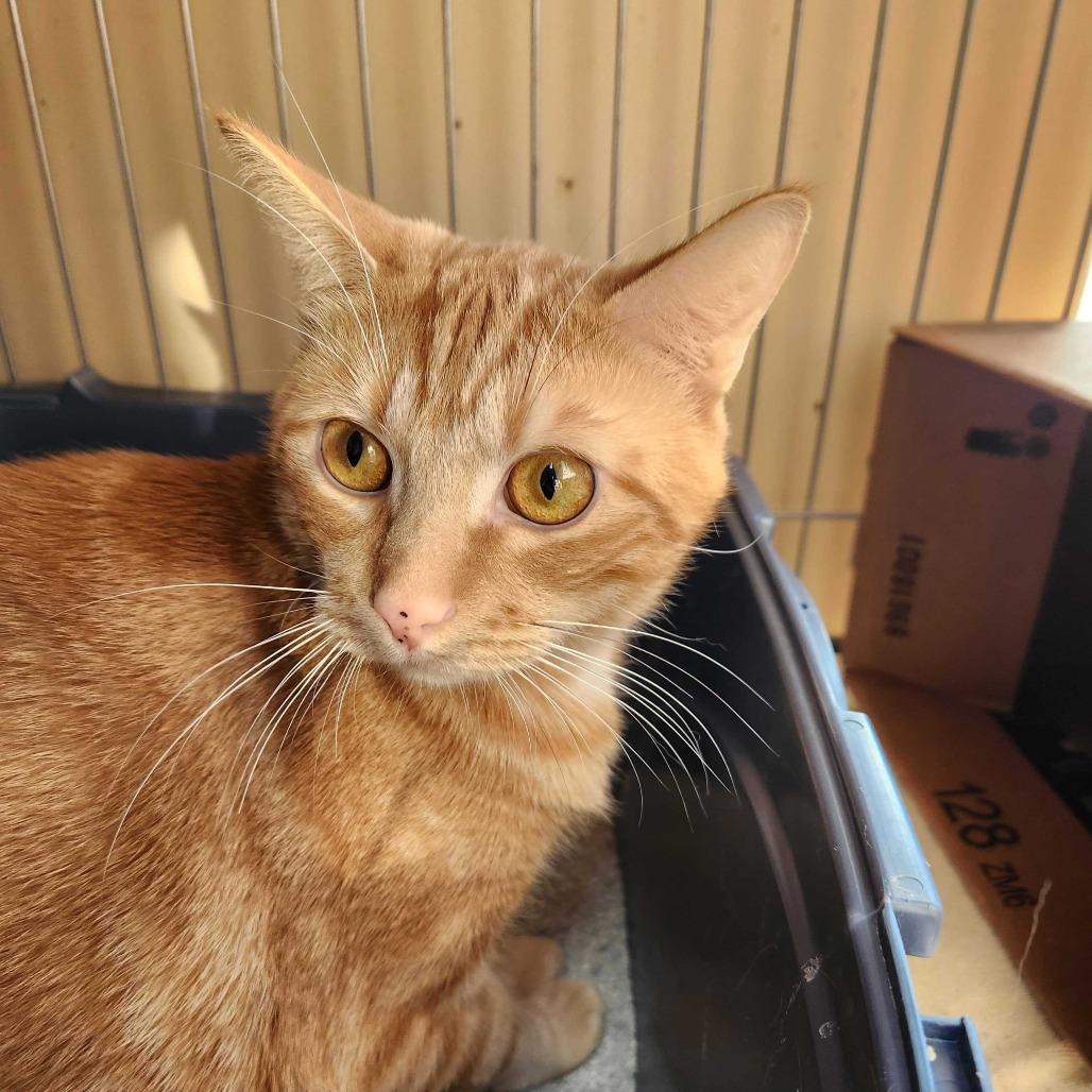 Enlarge Rotini, a Adoptable Domestic Short Hair in Valdosta , GA image 3/4