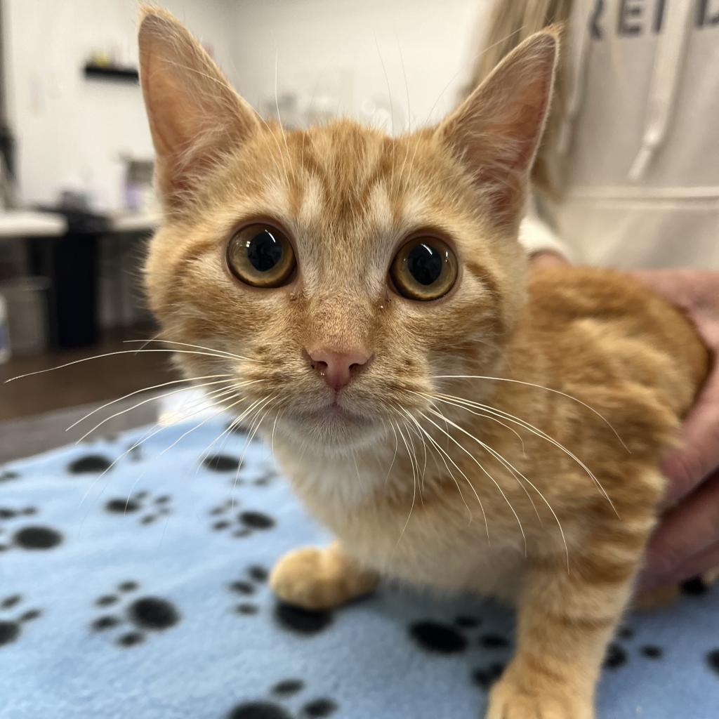 Enlarge Rotini, a Adoptable Domestic Short Hair in Valdosta , GA image 4/4