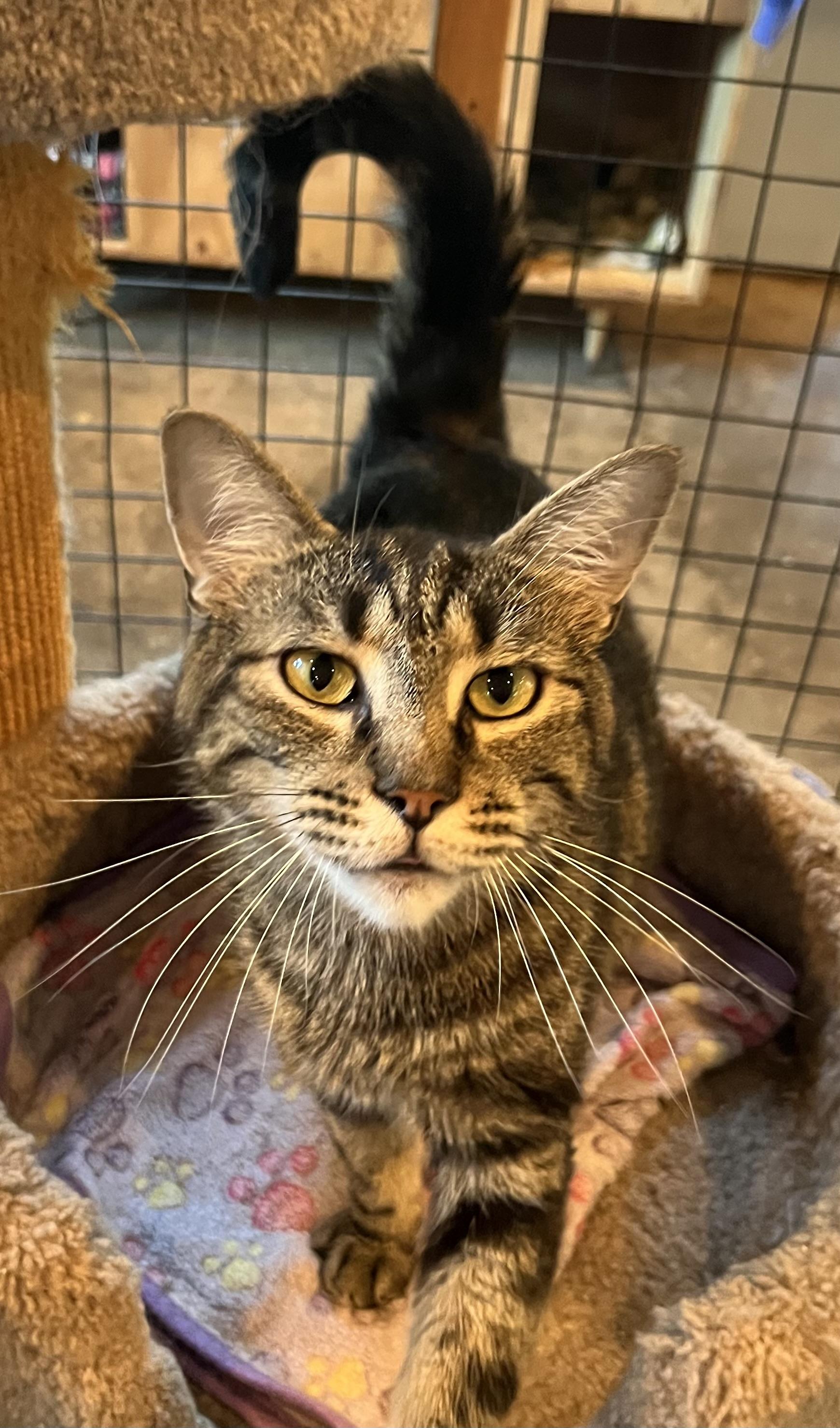 Snickers, Adult Female unknown