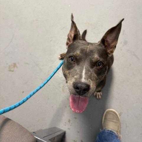 Winnie, Adoptable, Young Female Pit Bull Terrier.