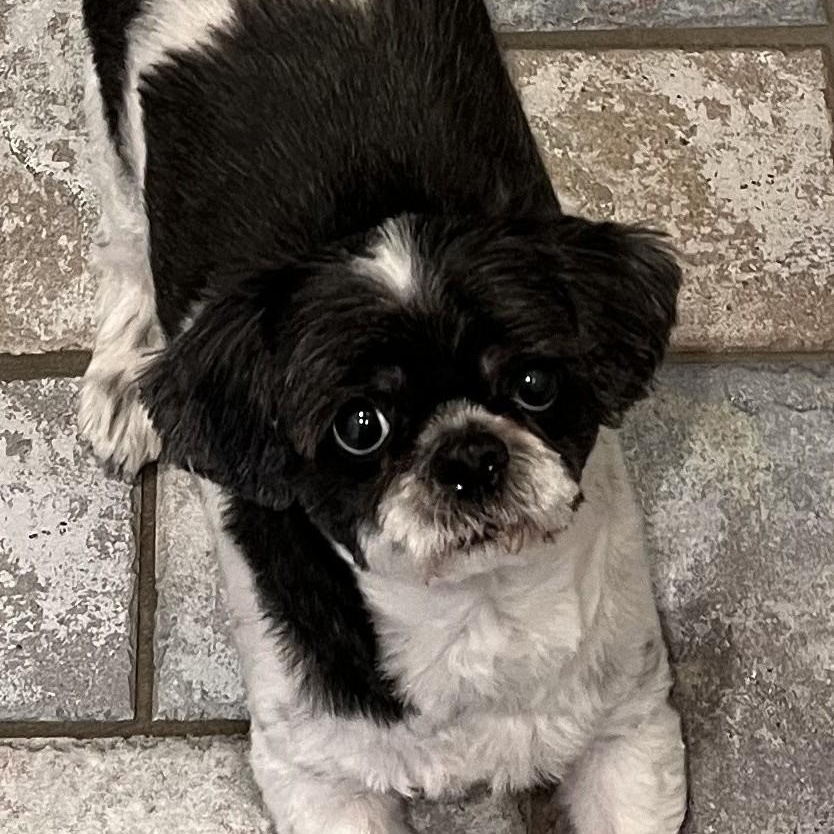 Enlarge Lenox, a ADOPTABLE Shih Tzu in Cherry Hill, NJ image 2/6