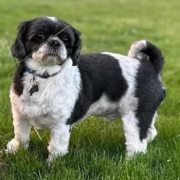 Lenox, ADOPTABLE, Adult Male Shih Tzu.