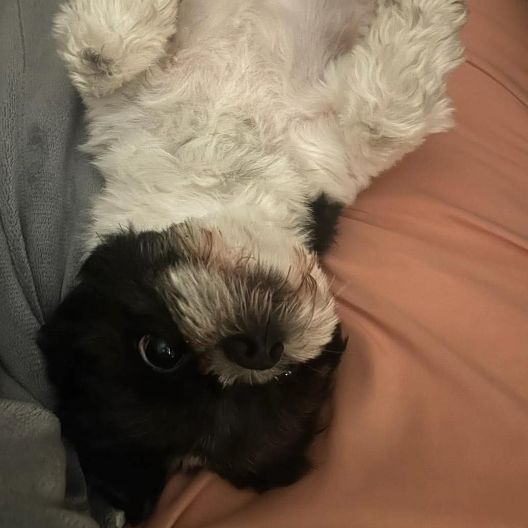 Enlarge Lenox, a ADOPTABLE Shih Tzu in Cherry Hill, NJ image 5/6