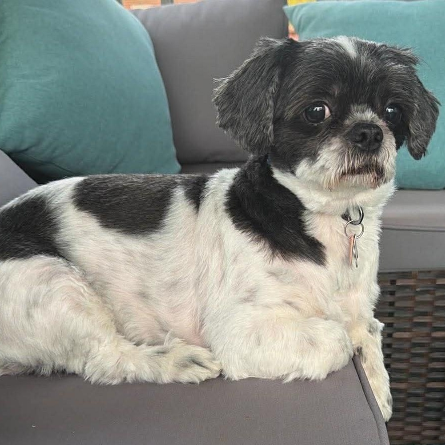 Enlarge Lenox, a ADOPTABLE Shih Tzu in Cherry Hill, NJ image 4/6