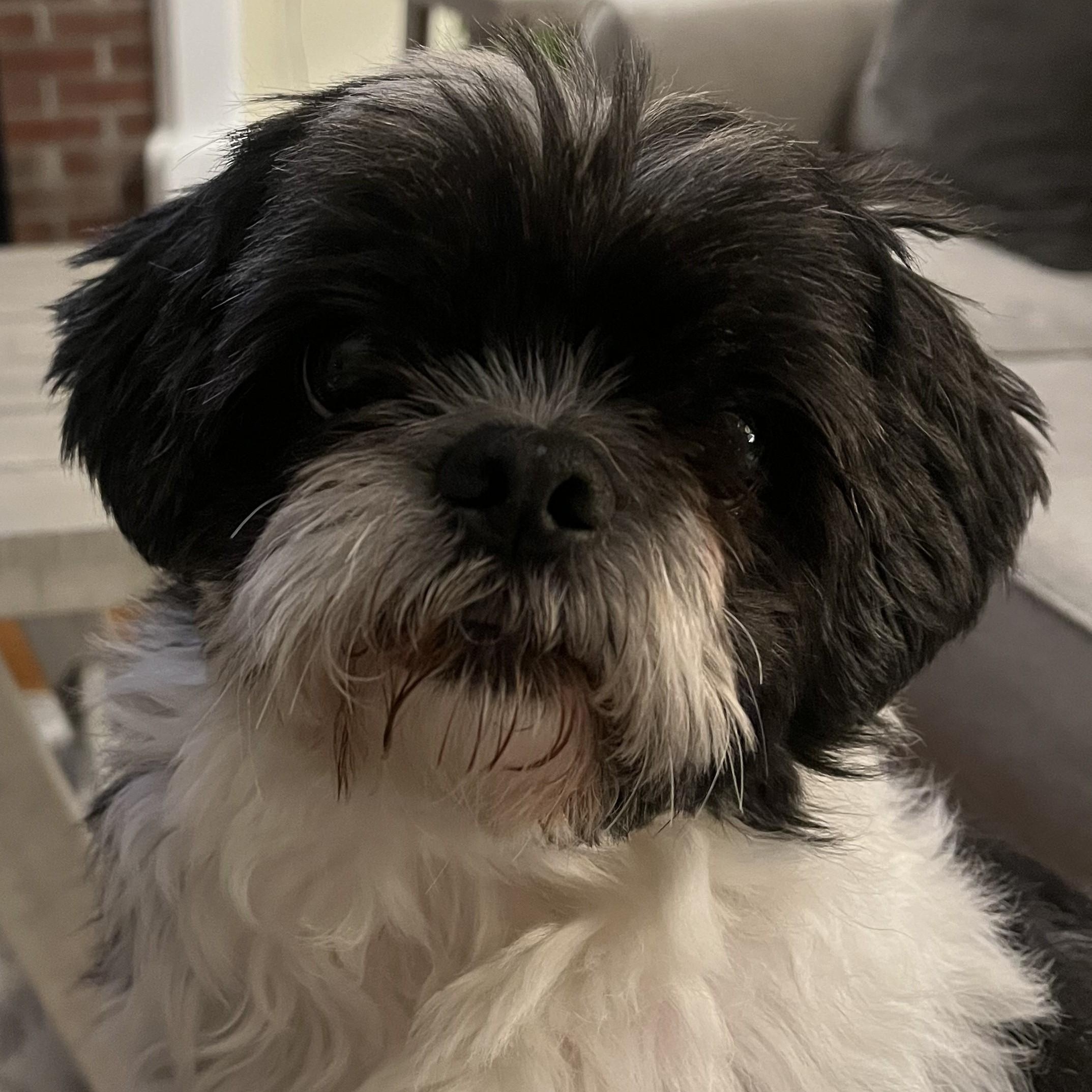 Enlarge Lenox, a ADOPTABLE Shih Tzu in Cherry Hill, NJ image 6/6