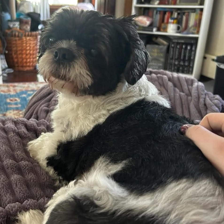 Enlarge Lenox, a ADOPTABLE Shih Tzu in Cherry Hill, NJ image 3/6