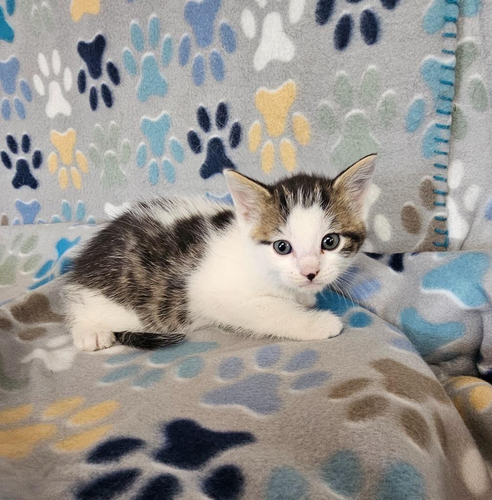 Eminem, Adoptable, Kitten Male Domestic Short Hair.
