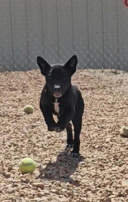 Mick, ADOPTABLE, Puppy Male Labrador Retriever.
