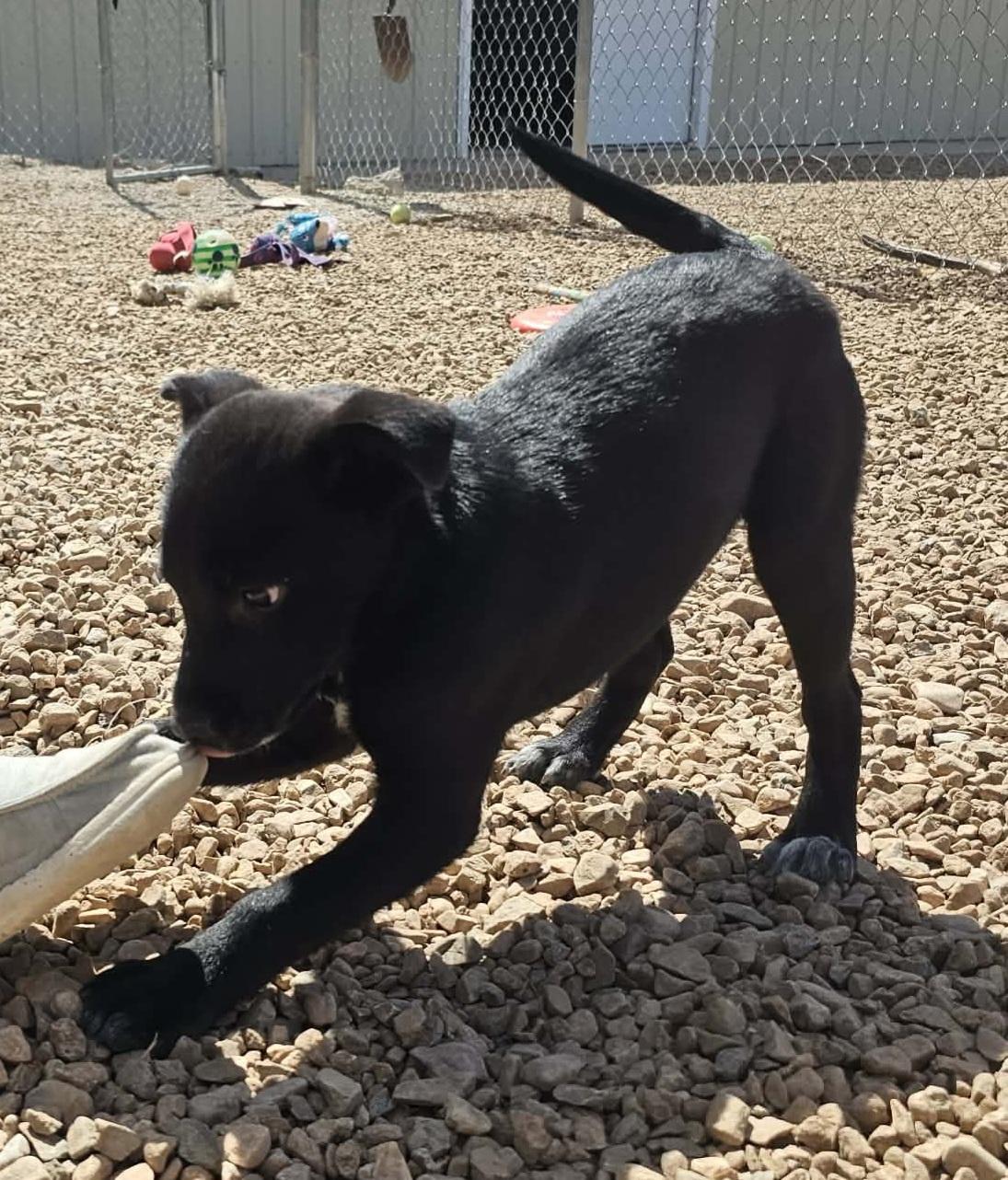 Enlarge Mick, a ADOPTABLE mixed breed in Newcastle, WY image 2/2