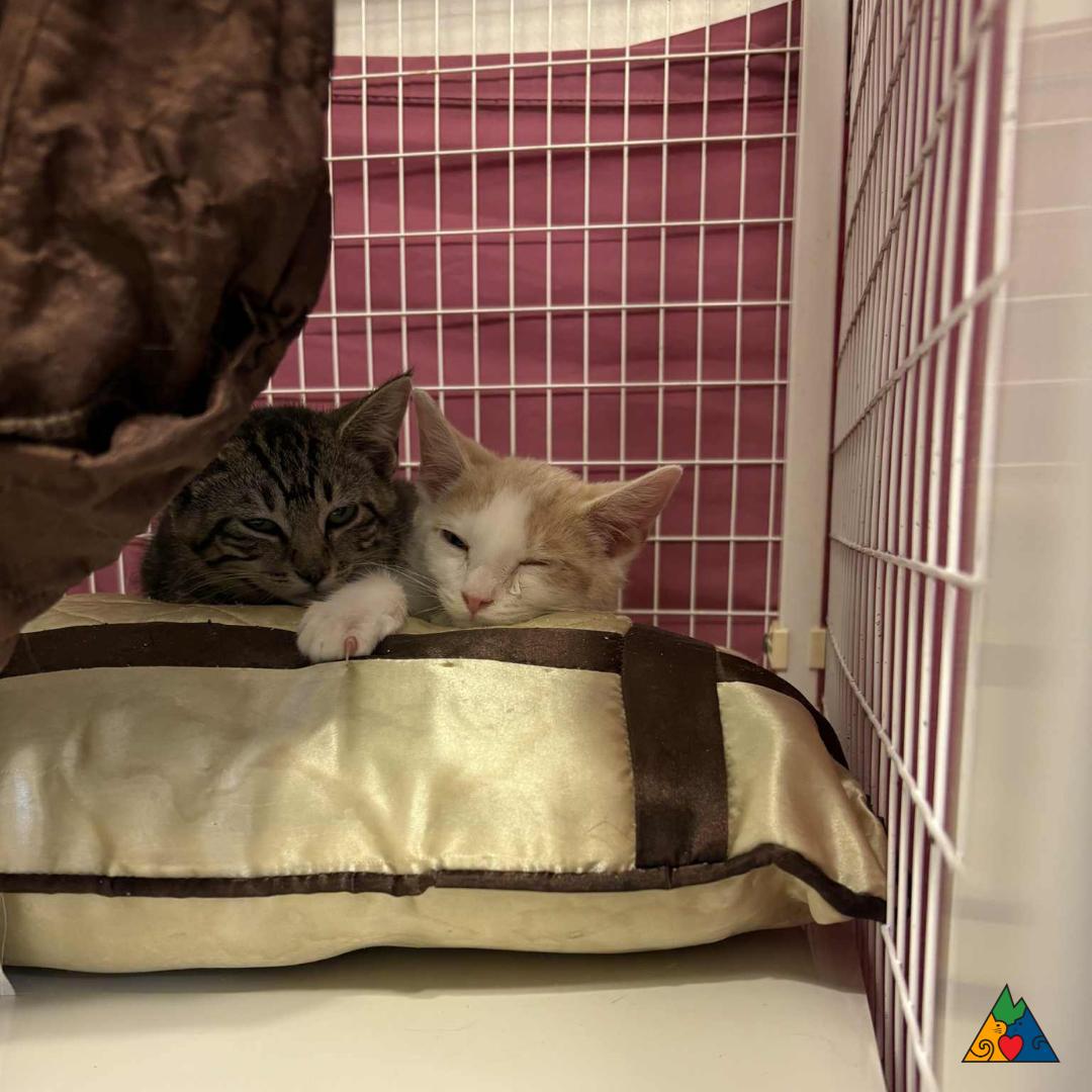 Jill, Adoptable, Kitten Female Domestic Short Hair.